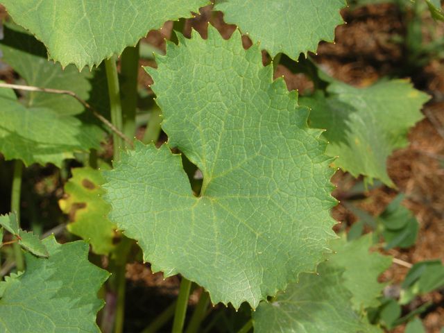 Adenostyles alpina (=Adenostyles glabra) / Cavolaccio verde